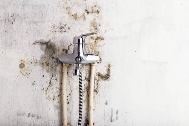 Best Professional Mold Removal  in Port Angeles, WA