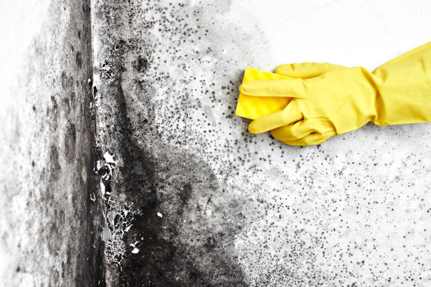 Best Mold Cleaning Services  in Port Angeles, WA