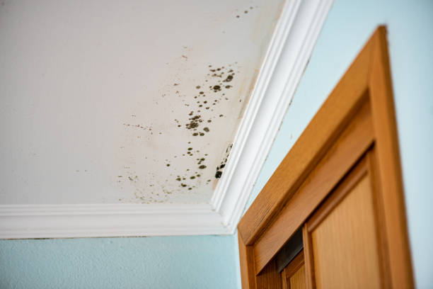 Best Home Mold Removal  in Port Angeles, WA