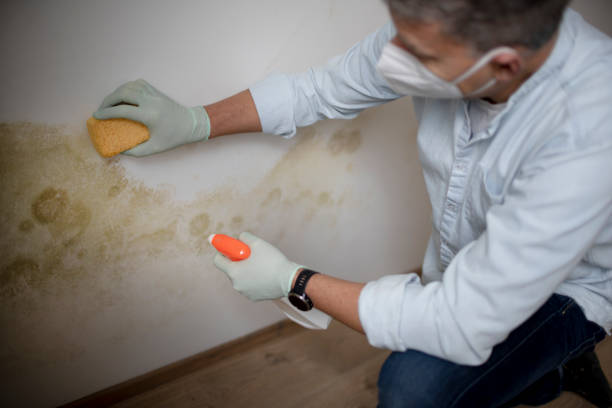 Best Best Mold Removal Companies  in Port Angeles, WA