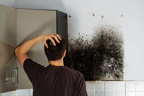 Best Mold Removal Company Near Me  in Port Angeles, WA